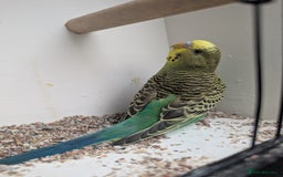 Budgerigars birds for sale: Baby budgies and starter cage  - Image 7