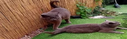 British Shorthair cats for sale: British shorthair kittens for sale  - Advert 8