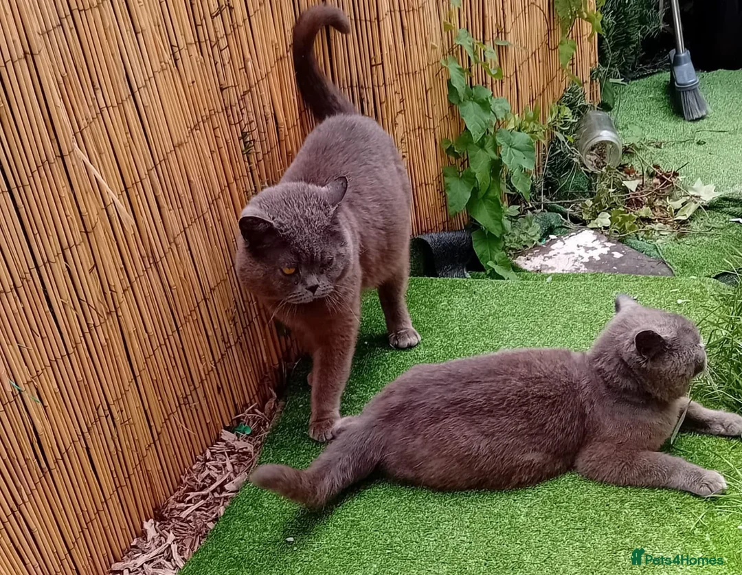 British Shorthair cats for sale: British shorthair kittens for sale  - Advert 8