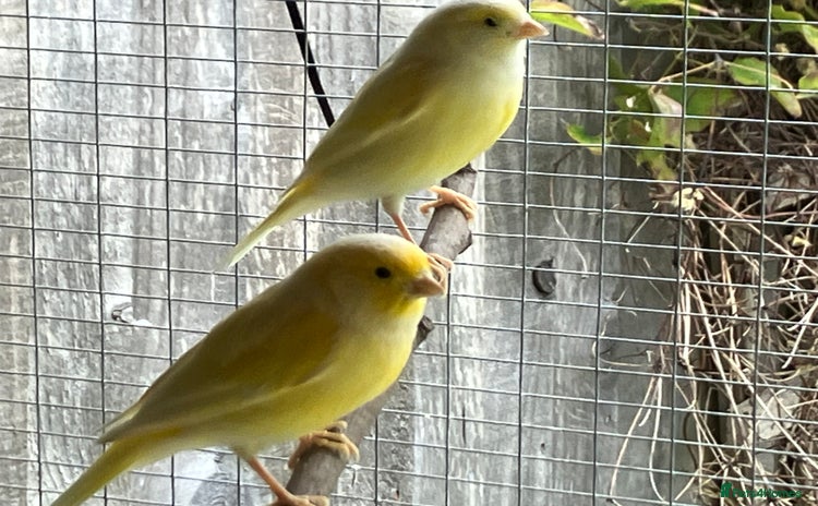 Canaries birds - Advert 1