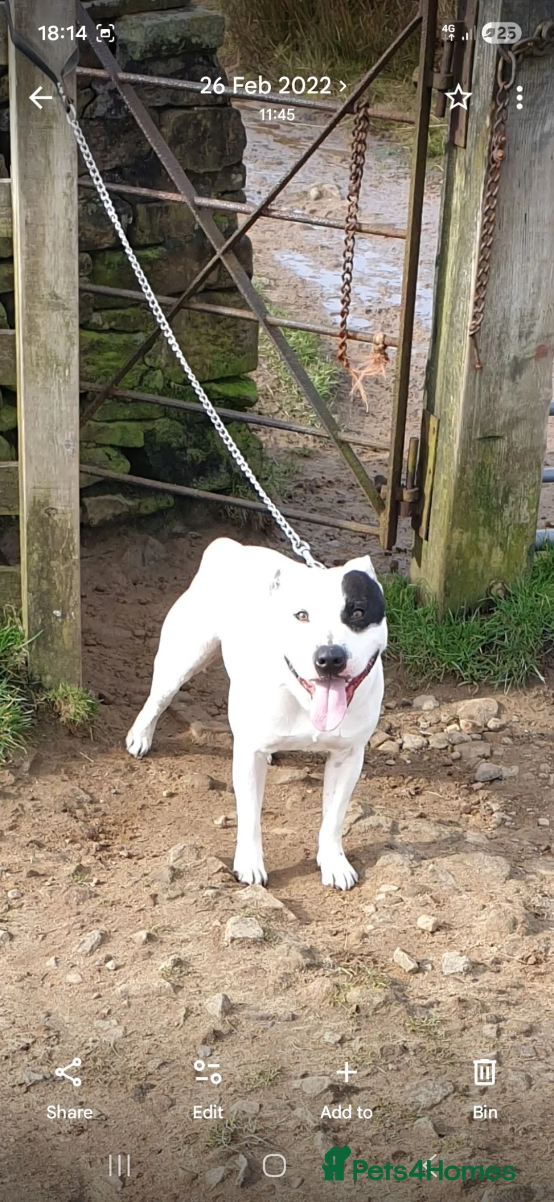 Staffordshire Bull Terrier dogs for stud: Up for stud  in Preston - Advert 2