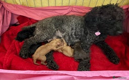 Toy Poodle dogs for sale: Beautiful hypoallergenic Toy poodle pups - Image 11