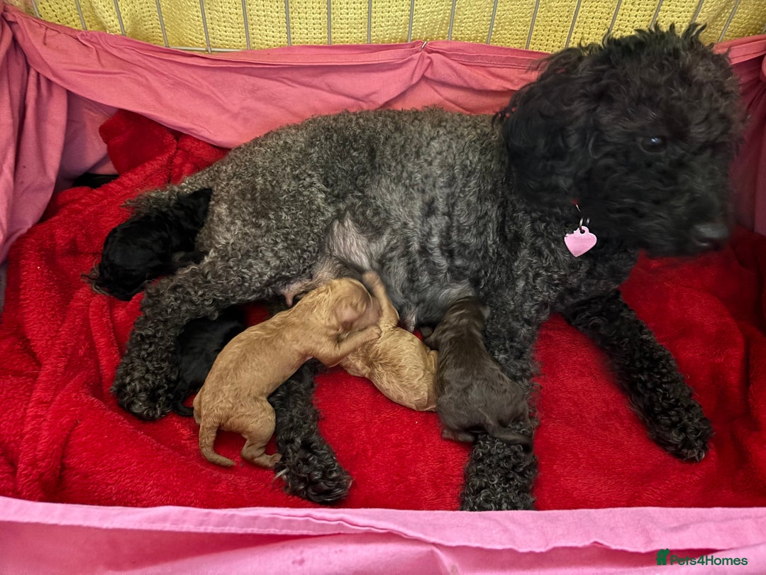 Toy Poodle dogs for sale: Beautiful hypoallergenic Toy poodle pups - Image 11