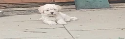 Maltipoo dogs for sale: Maltipoo puppies - Advert 11