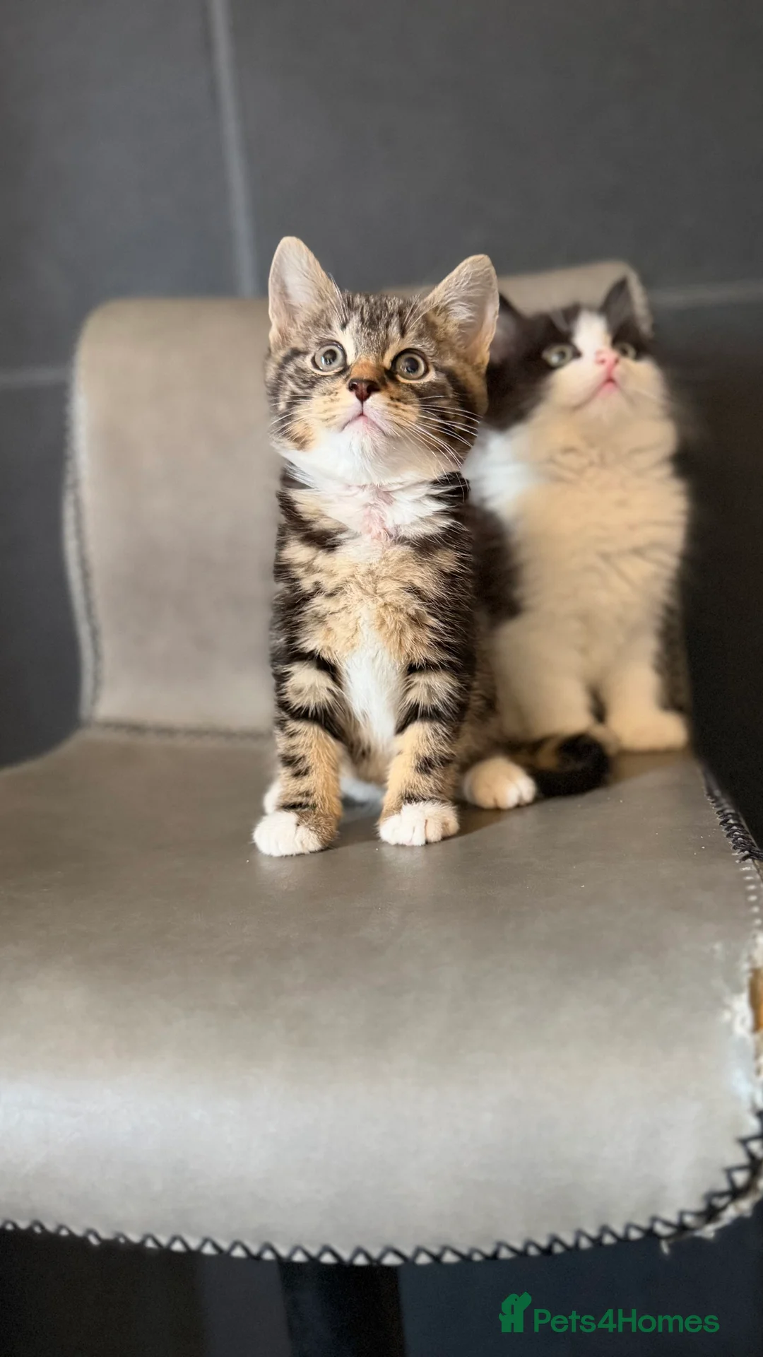 Mixed Breed cats for sale: Ragdoll x - Advert 5