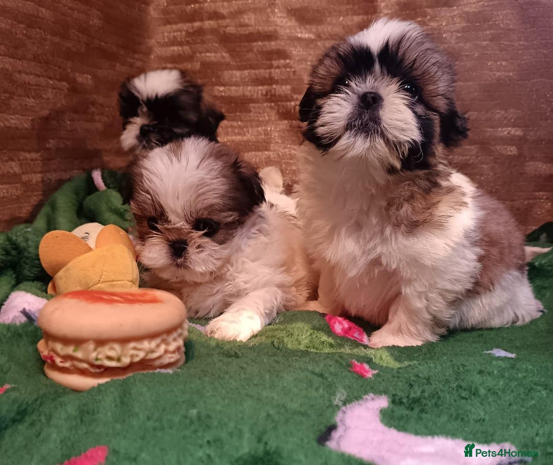 Shih Tzu dogs for sale: Shih Tzu puppy's - Advert 10