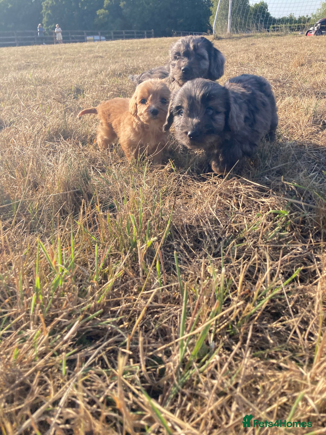 Cockapoo dogs for sale: Cockapoos  - Image 5