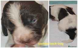 English Springer Spaniel dogs for sale: 🌟 Beautiful Springer Spaniel Litter - Image 26