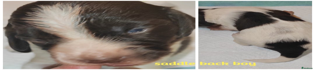 English Springer Spaniel Puppy 3