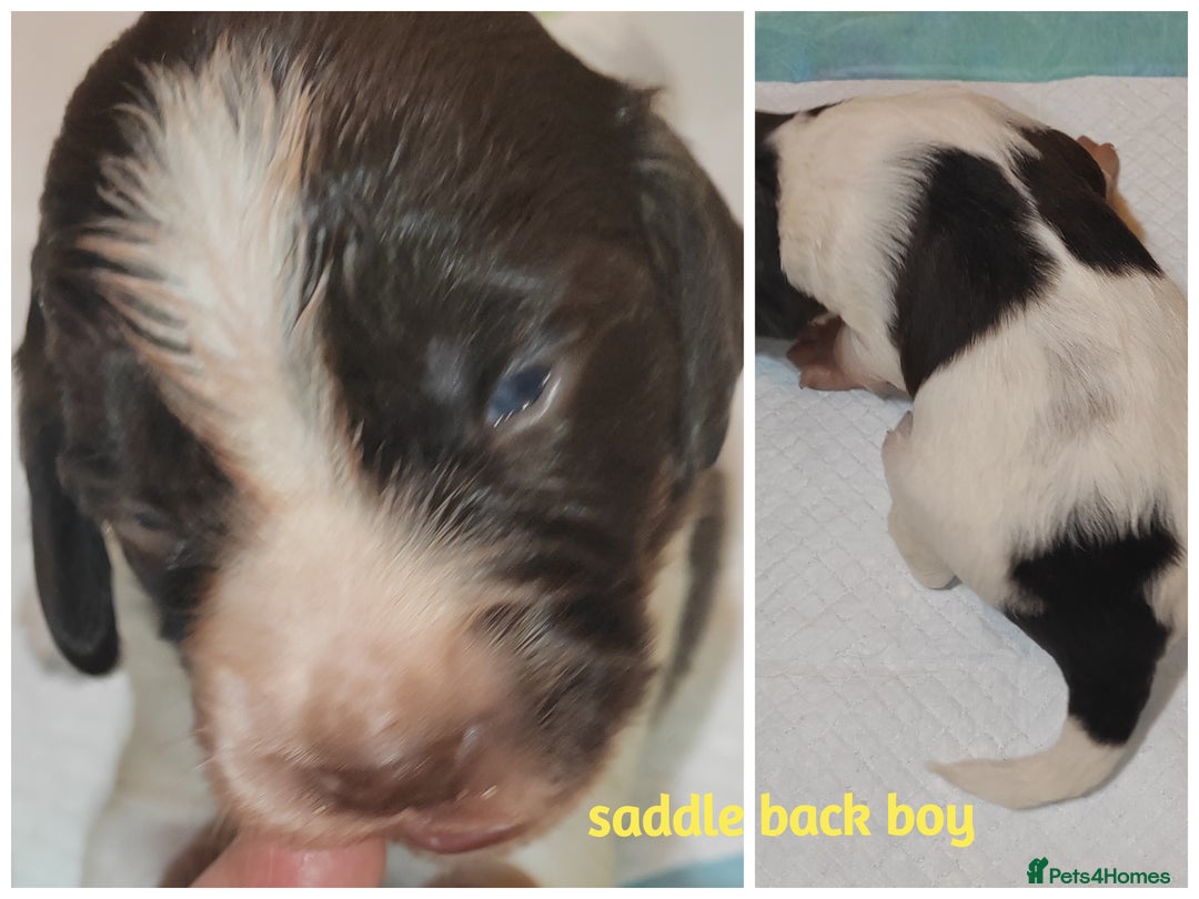 English Springer Spaniel dogs for sale: 🌟 Beautiful Springer Spaniel Litter - Image 26