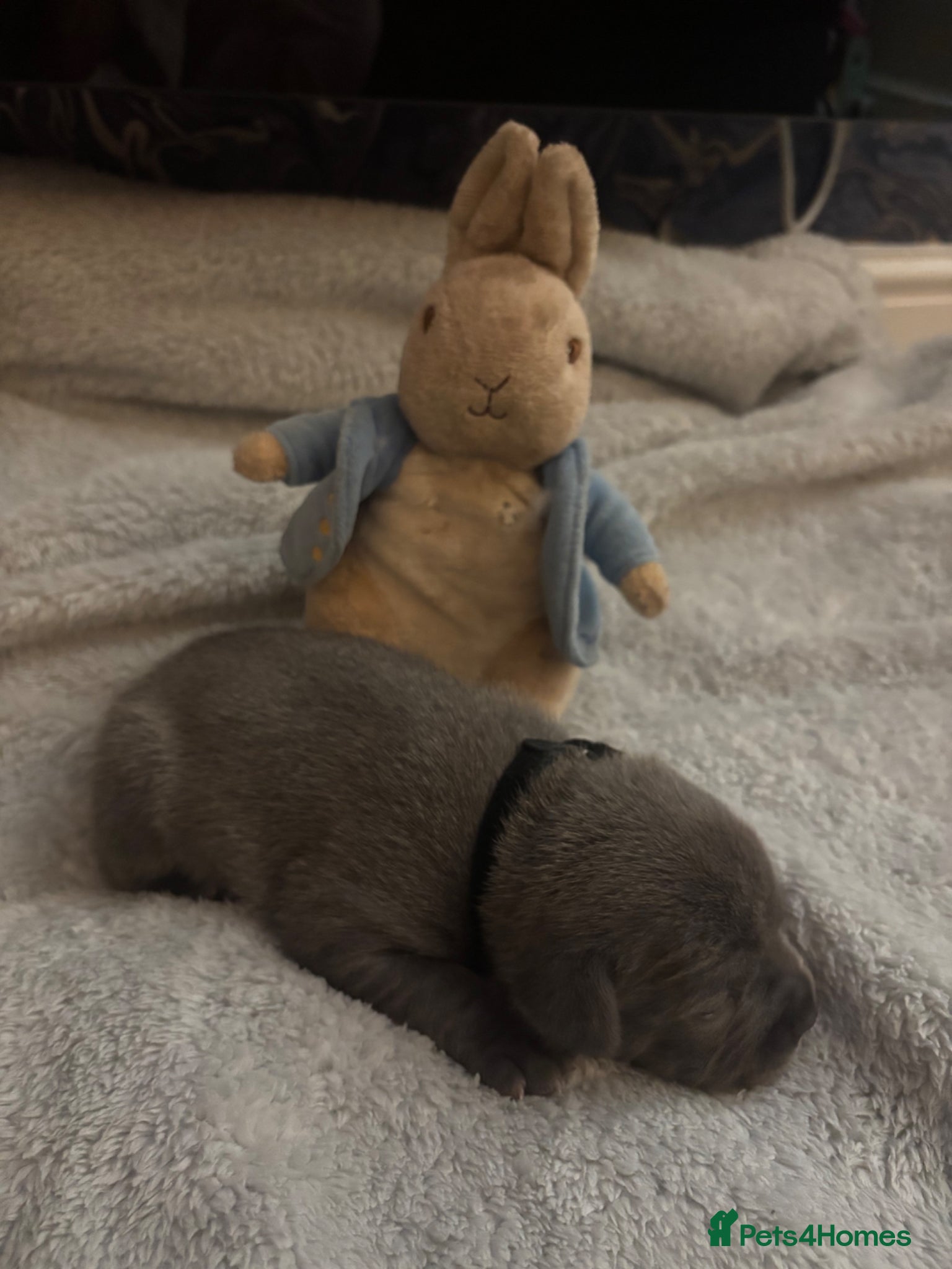 Staffordshire Bull Terrier dogs KC REG BEAUTIFUL BLUE STAFFS+ CHAMPION BLOOD LINES - Advert 1