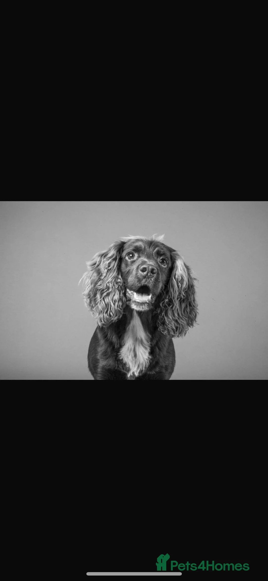 Sprocker dogs for stud: Sprocker stud  in Chippenham - Advert 2