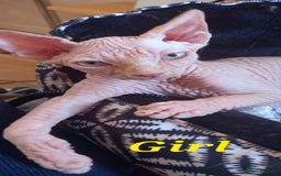 Sphynx cats for sale: 5 Adorable Sphynx Kittens for sale! - Image 1
