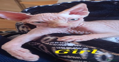 Sphynx cats - Advert 3