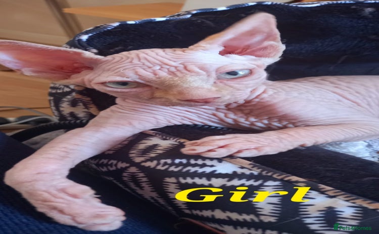 Sphynx cats - Advert 1