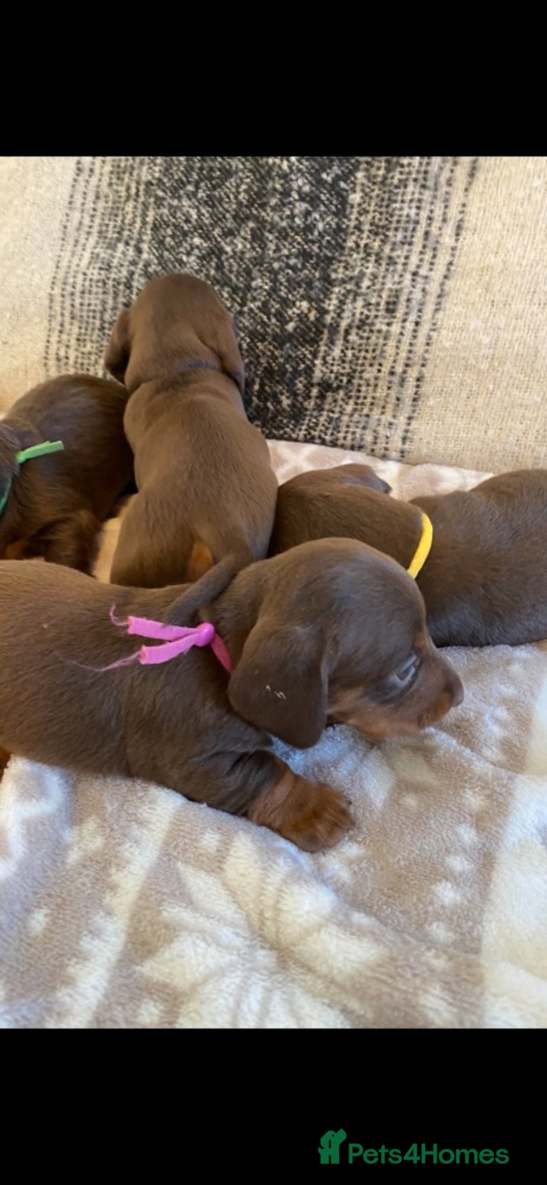 Miniature Dachshund dogs for sale: Miniature Dachshund Puppies Chocolate and Tan KC - Advert 28