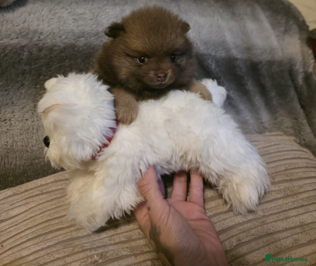 Pomeranian dogs for sale: Rare miniature Teddy face pomeranian puppies  - Image 15