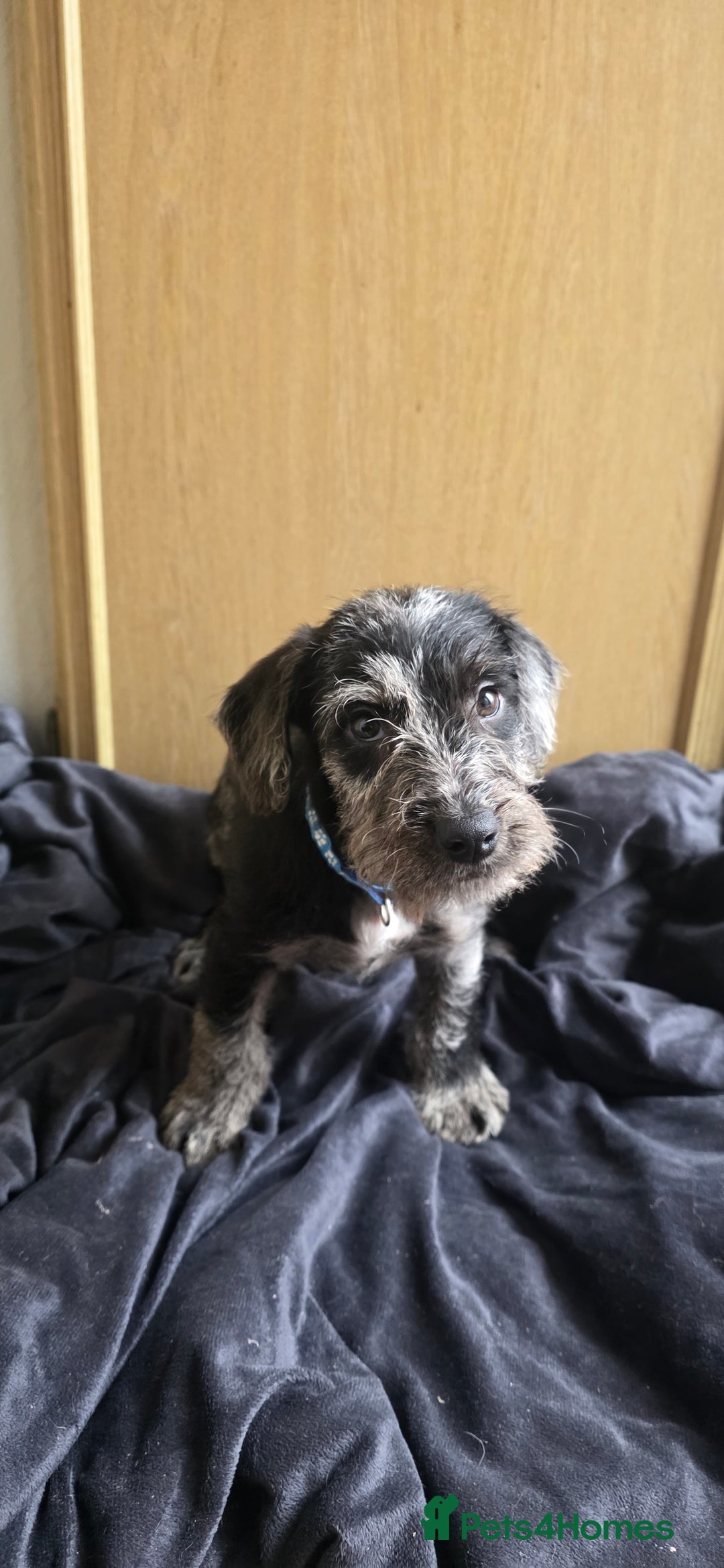 Irish Terrier dogs for sale: Five puppies for sale  - Advert 8