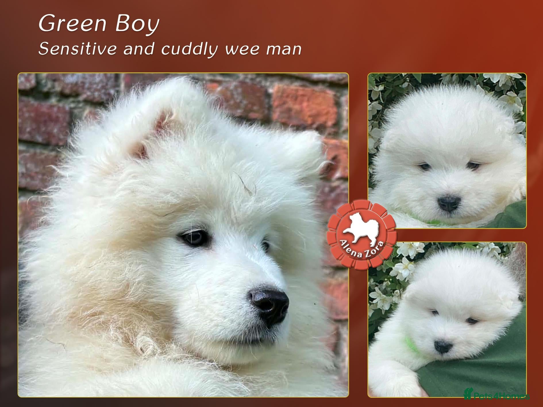 Samoyed dogs KC registered Samoyed puppies Champ Sire - Advert 2