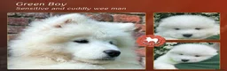 Samoyed dogs for sale: KC registered Samoyed puppies Champ Sire - Advert 2