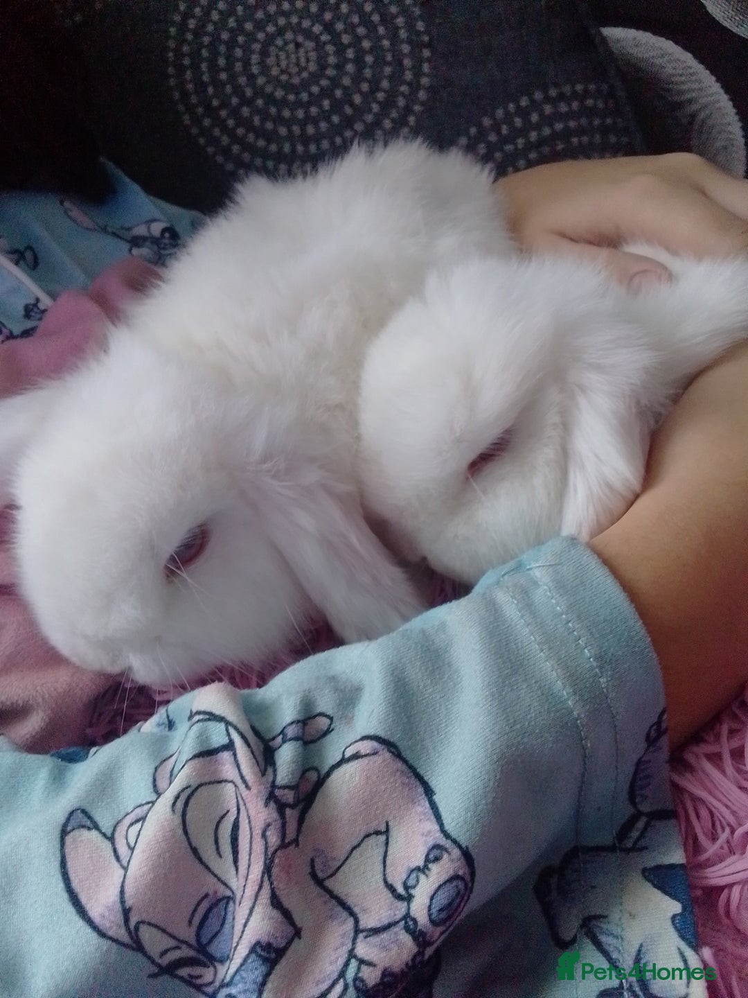 Mini Lop rabbits for sale: Beautiful Mini Lops ready on 14/12 - Advert 6