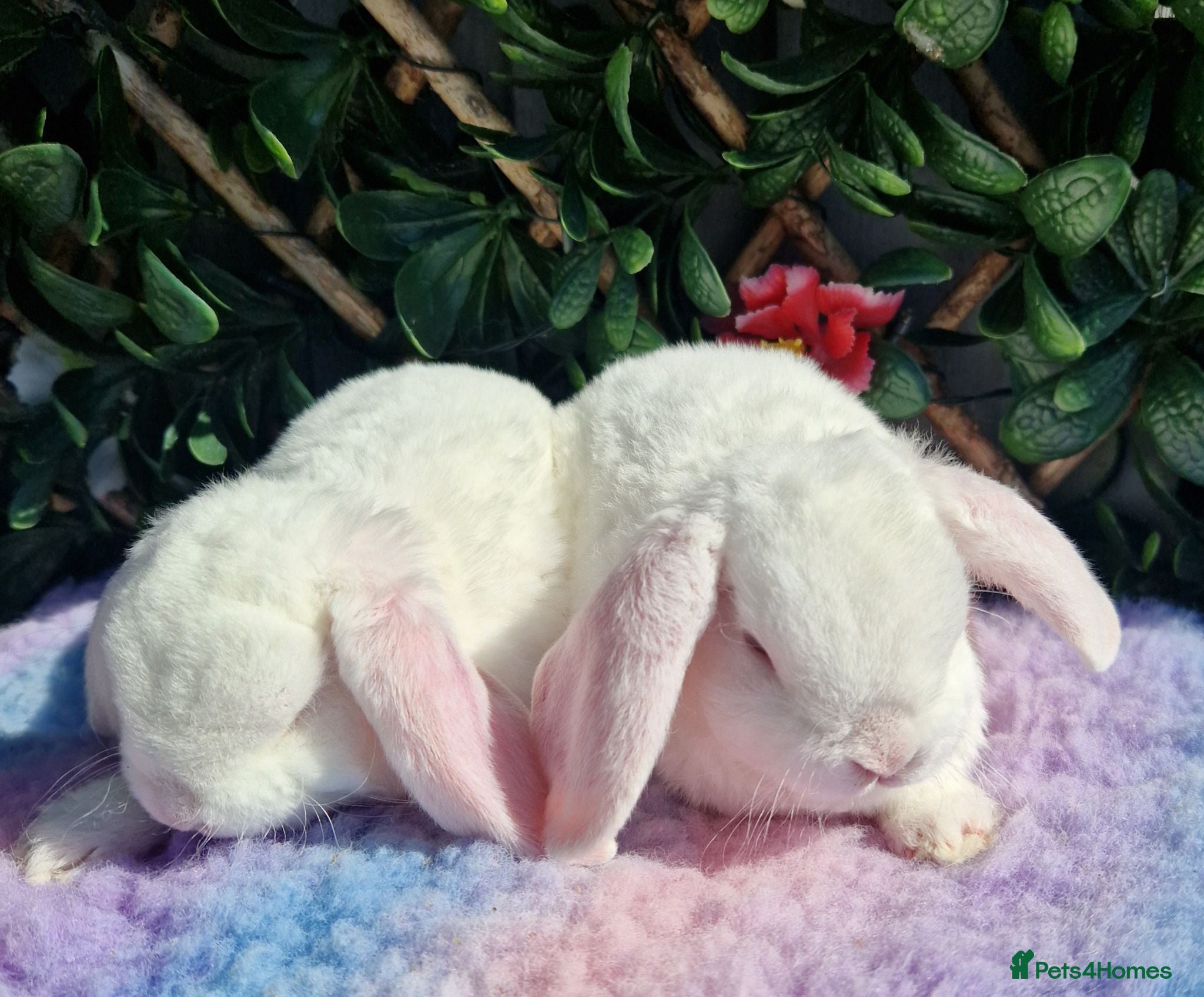 Mini Lop rabbits Mini plush lop buck baby blue eyed white - Advert 1