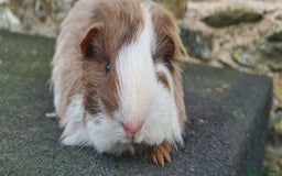 Guinea Pig rodents for sale: Sheltie female guinea pig  - Advert 6