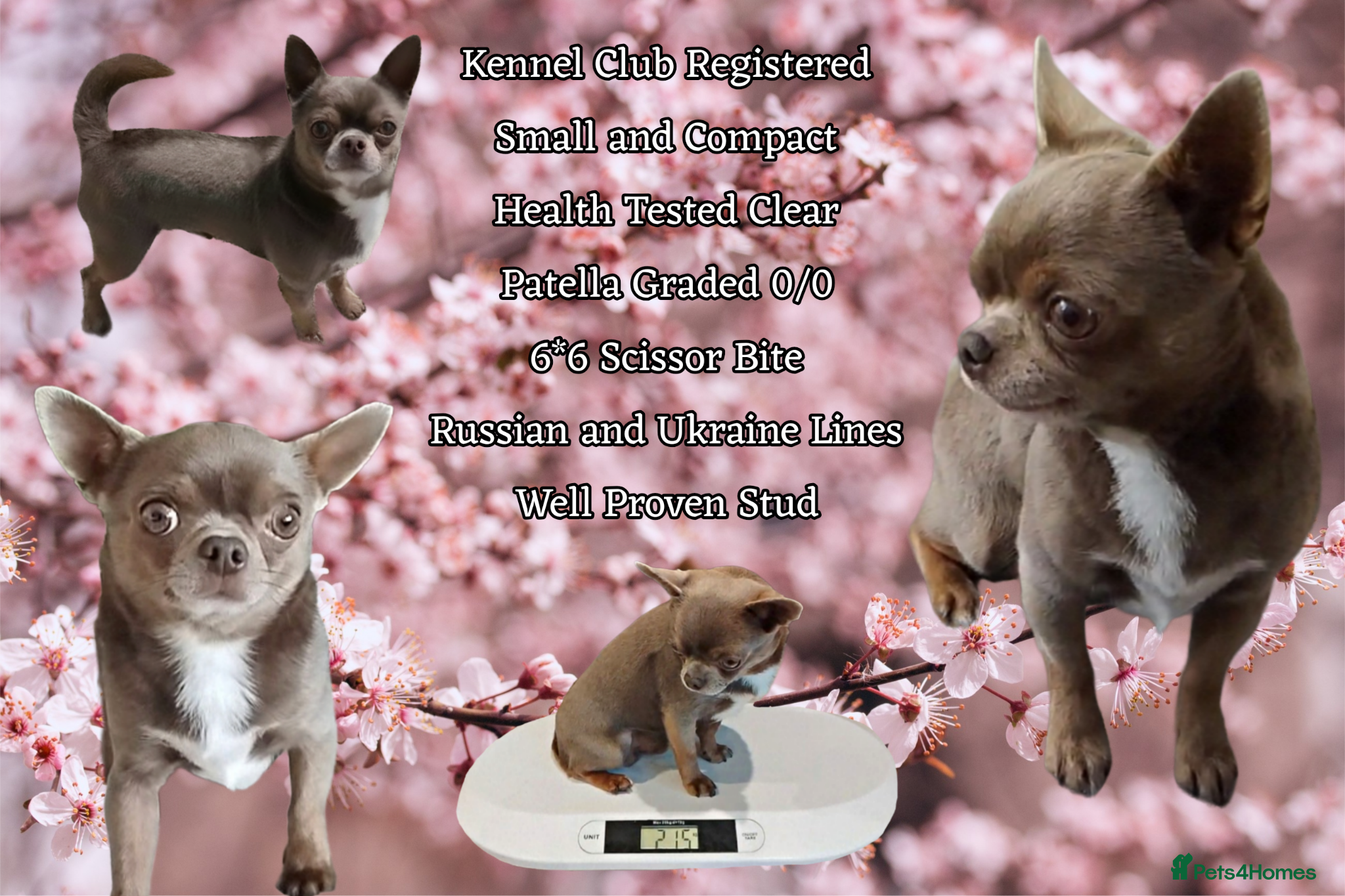 Chihuahua dogs KC reg-Health tested-PROVEN  - Advert 15