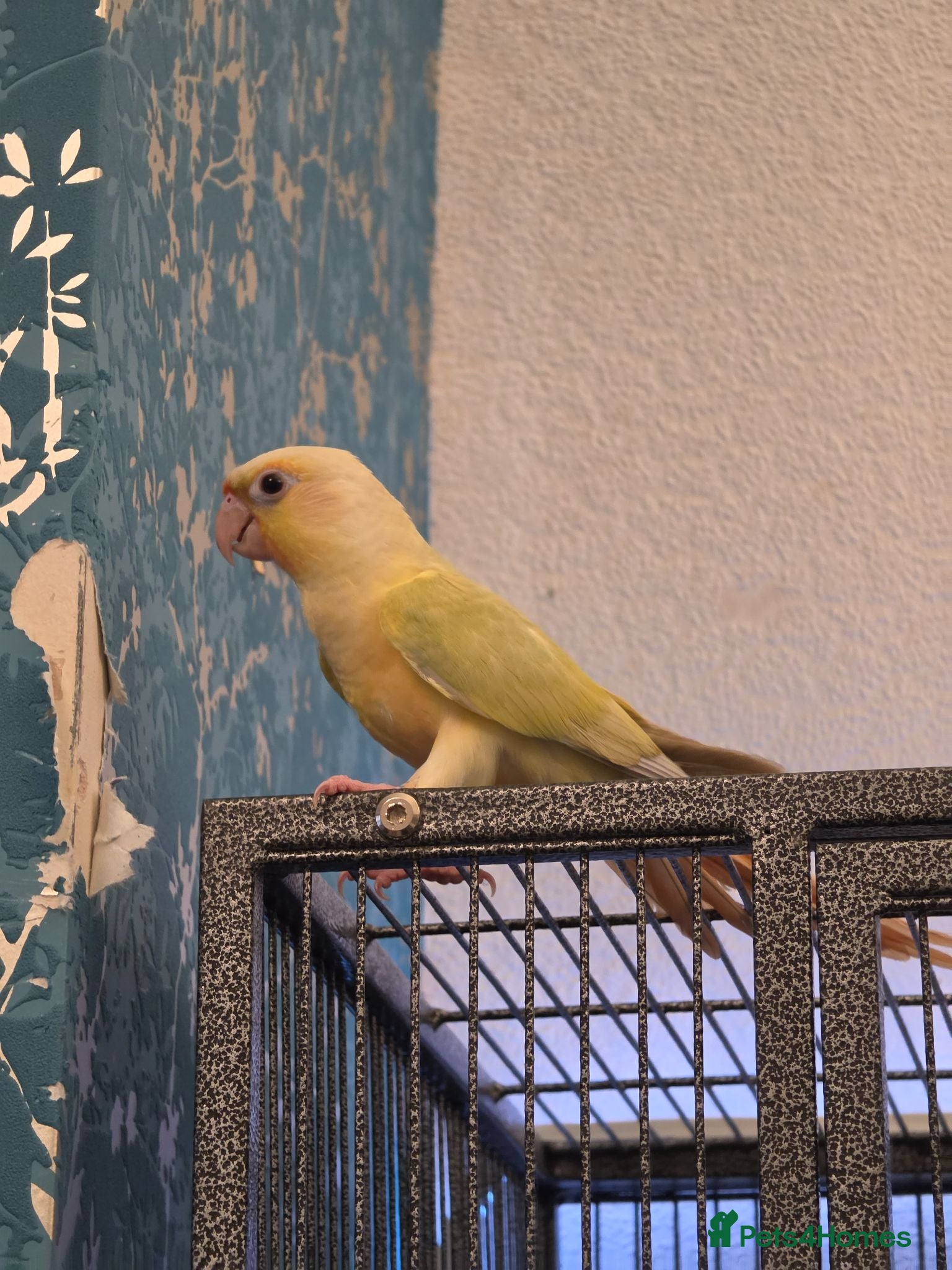Conures birds Handreared Tame £295 ono LAST 2! - Advert 2