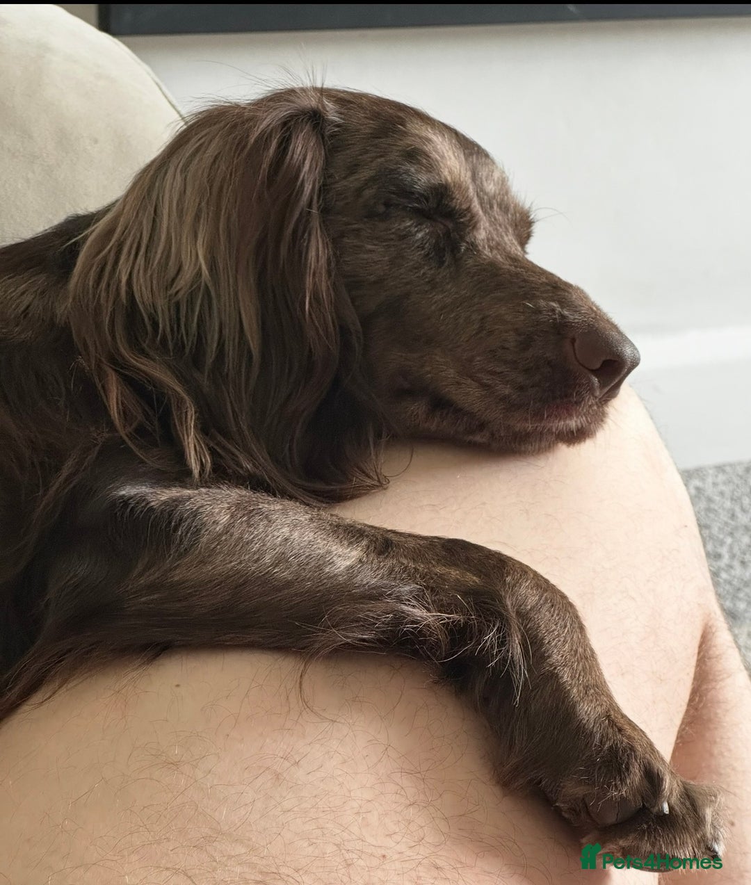 Cocker Spaniel dogs for sale: Female merle cocker spaniel  - Advert 9