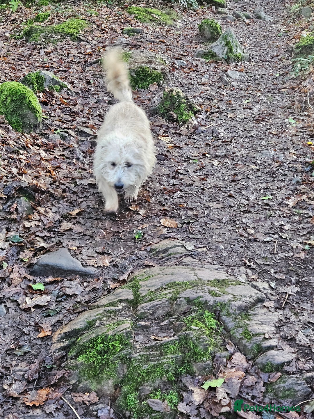 Glen of Imaal Terrier dogs for sale: Maximum dog in minimum frame! - Advert 8