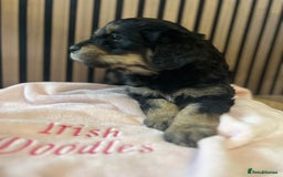 Mixed Breed dogs for sale: Golden mountain doodles  - Advert 14