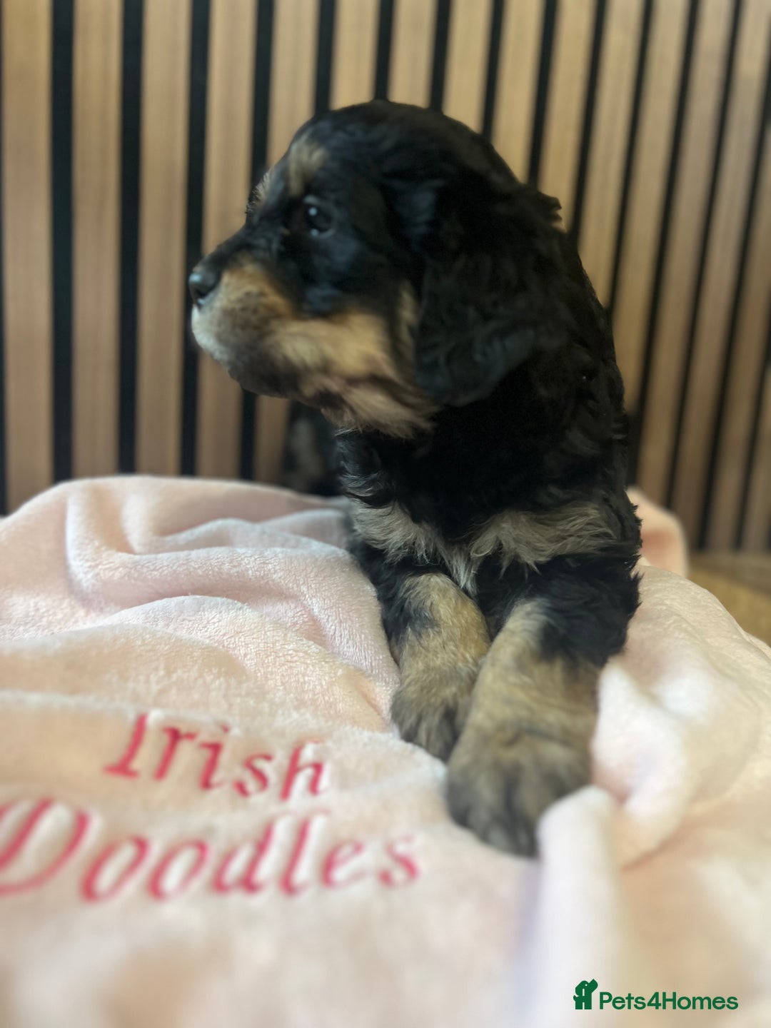 Mixed Breed dogs for sale: Golden mountain doodles  - Advert 14