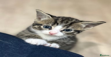 Mixed Breed cats - Advert 7