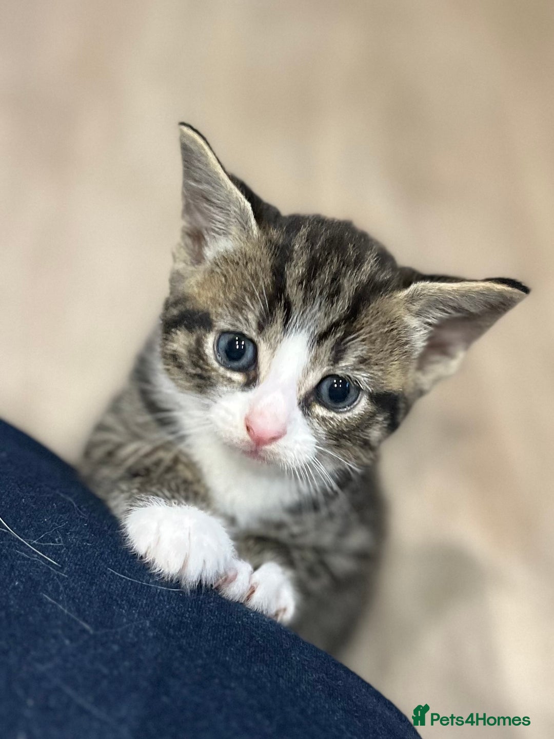 Mixed Breed cats for sale: 2 adorable male kittens for sale 🩵 - Image 2