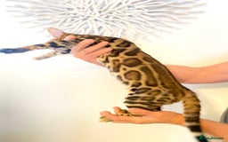 Bengal cats for sale: TICA registered bengal cats.Only 1 BoyLEFT !!!🎀❤️ in Northampton - Image 2