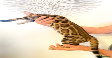 Bengal cats in Northampton - Advert 13