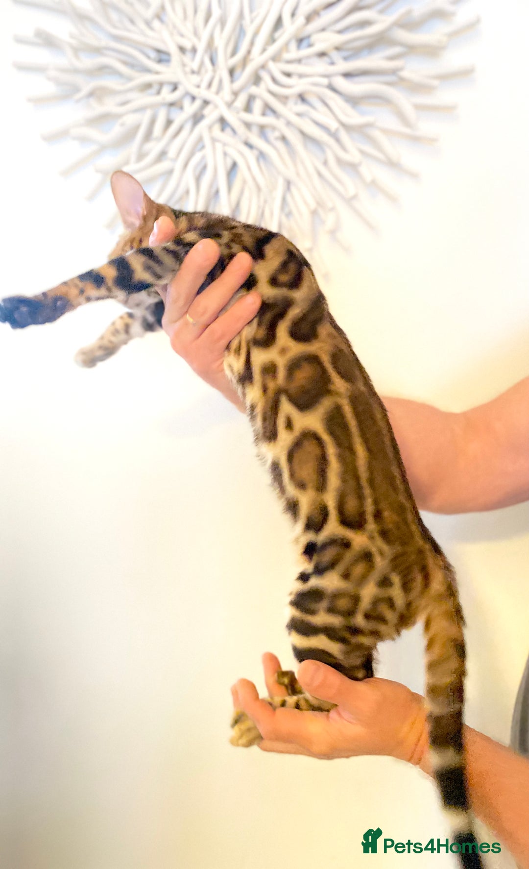Bengal cats for sale: TICA registered bengal cats.Only 1 BoyLEFT !!!🎀❤️ in Northampton - Image 2