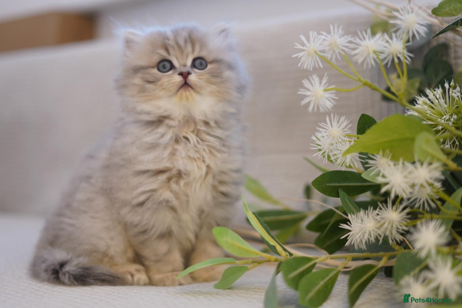 British Shorthair cats TICA registered golden British pedigree kittens  - Advert 1