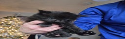 British Longhair cats for sale: 2 beautiful all black British long hair kittens  - Advert 3