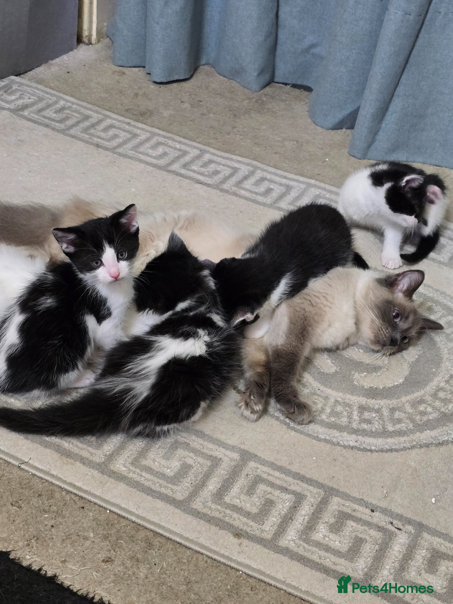Mixed Breed cats for sale: Cats for sale - Advert 10
