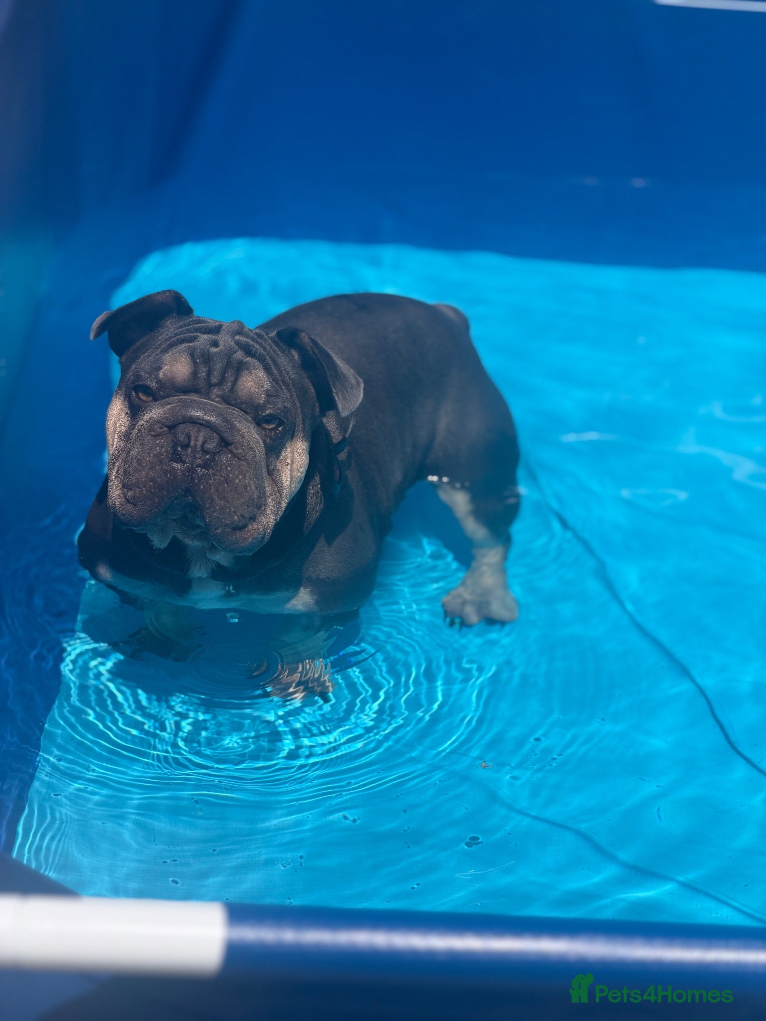 Mixed Breed dogs Velvet French bulldog boy for sale  - Advert 2