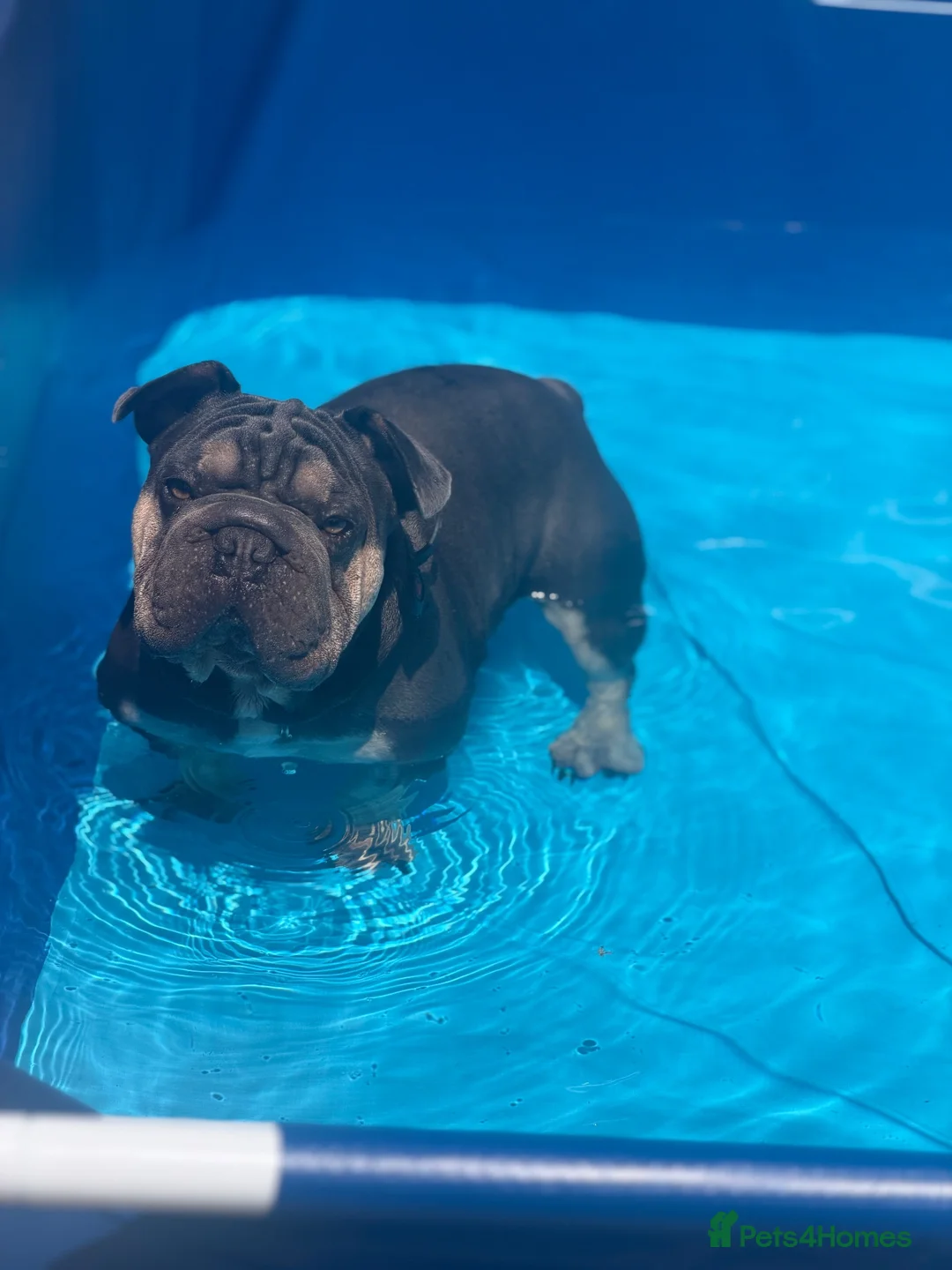 Mixed Breed dogs for sale: Velvet French bulldog boy for sale  - Advert 1