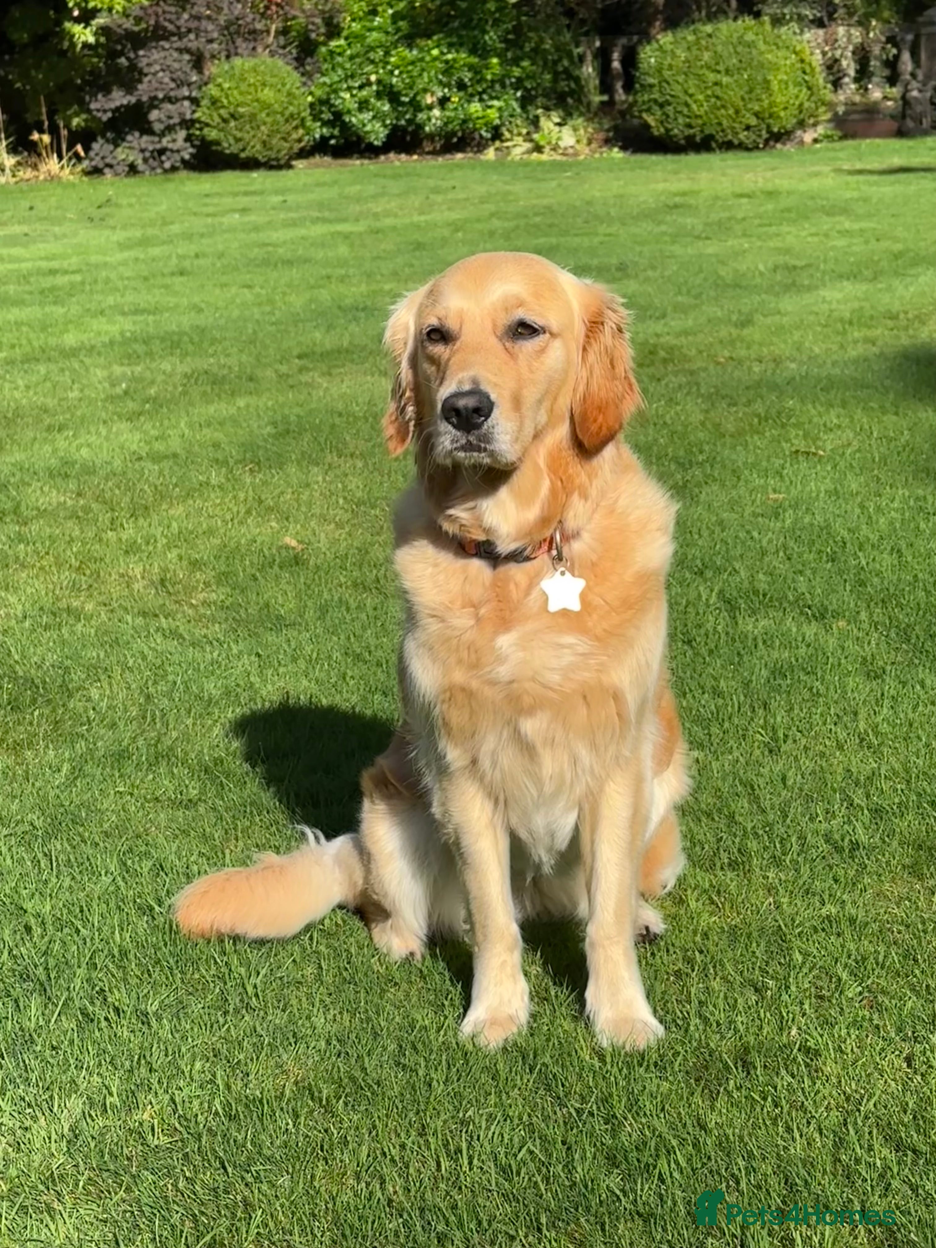 Golden Retriever dogs Working Golden Retrievers  - Advert 16