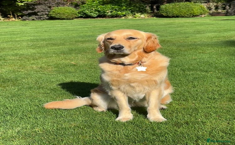 Golden Retriever dogs - Advert 1