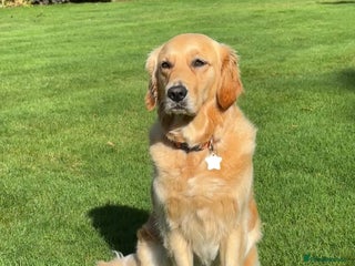 Golden Retriever dogs - Advert 22
