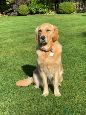Golden Retriever dogs - Advert 12
