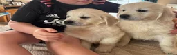 Golden Retriever dogs for sale: Gorgeous health tested Golden retriever Puppies  - Advert 3