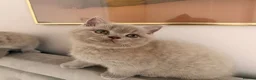 British Shorthair cats for sale: GCCF British shorthair kittens in Stowmarket - Advert 3