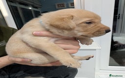 Labrador Retriever dogs for sale: Beautiful Labrador puppys  - Image 18